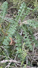 Banksia grandis