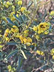 Senna artemisioides coriacea
