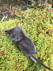 Sorex cinereus