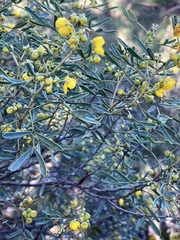 Senna artemisioides coriacea