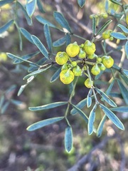 Senna artemisioides coriacea