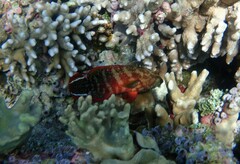 Cephalopholis urodeta