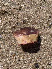 Nectocarcinus