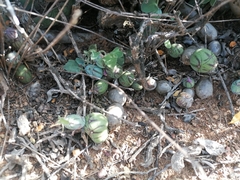 Baculellum articulatum