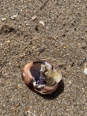 Nectocarcinus