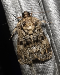 Callopistria latreillei