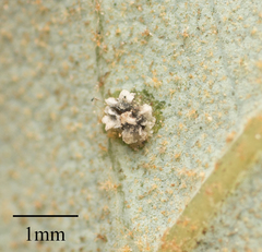 Aleuroplatus coronata