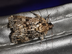 Callopistria latreillei