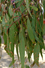 Eucalyptus goniocalyx