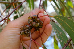 Eucalyptus goniocalyx
