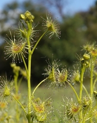 Drosera hookeri