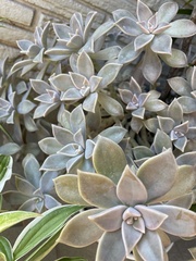 Graptopetalum
