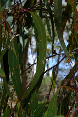 Eucalyptus goniocalyx