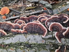 Trametes versicolor