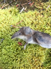Sorex cinereus