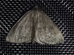 Pachycnemia tibiaria