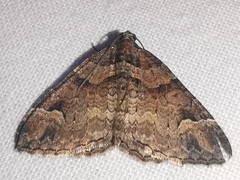 Catarhoe basochesiata