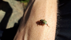Hoplia