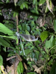 Psolodesmus mandarinus mandarinus