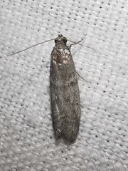 Ephestia parasitella