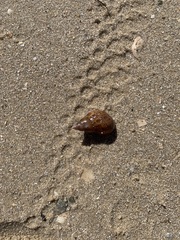 Phasianella australis