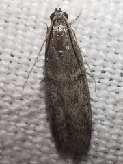 Ephestia parasitella