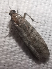 Ephestia parasitella
