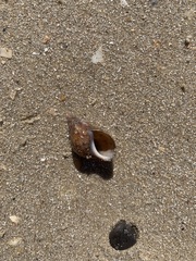 Phasianella australis