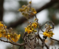 Sophora chrysophylla