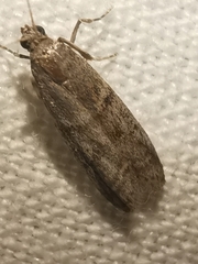Ephestia parasitella
