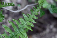 Polypodium cambricum