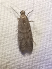 Ephestia parasitella