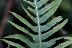 Polypodium cambricum