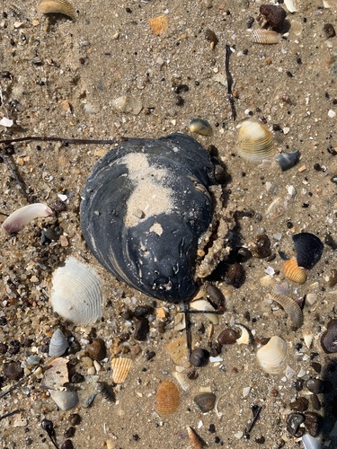 Southern Flat Oyster, photo 10 of 10