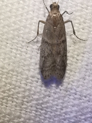 Ephestia parasitella
