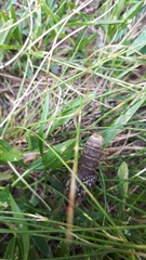 Pharmacis anselminae