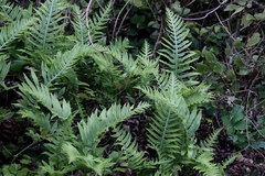 Polypodium cambricum