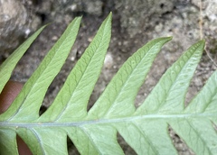 Polypodium cambricum