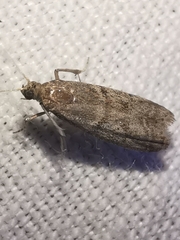 Ephestia parasitella