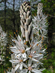 Asphodelus macrocarpus