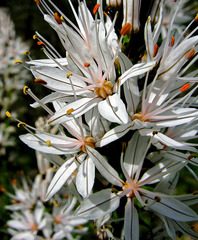 Asphodelus macrocarpus