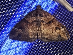 Catarhoe basochesiata