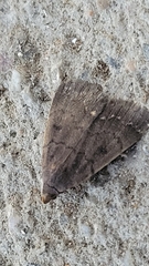 Nodaria nodosalis