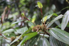 Melastoma sanguineum