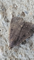 Nodaria nodosalis