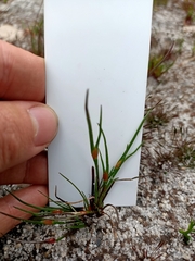 Centrolepis aristata