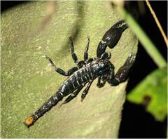 Heterometrus spinifer