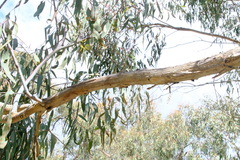 Eucalyptus goniocalyx