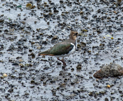 Vanellus vanellus