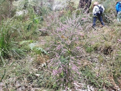 Boronia stricta
